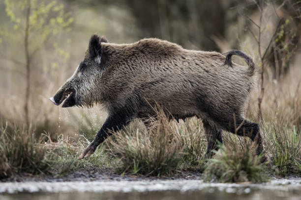 istock Wild boar (Sus scrofa), Eurasian wild pig. 1806192106