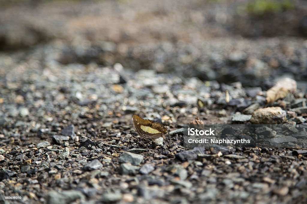 Mariposa marrón en piedra - Foto de stock de Delgado libre de derechos