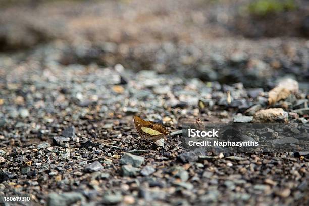 Mariposa Marrón En Piedra Foto de stock y más banco de imágenes de Delgado - Delgado, Dragón, Fauna silvestre