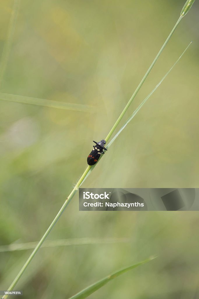 Nero piccolo insetto sull'erba aste - Foto stock royalty-free di Animale selvatico