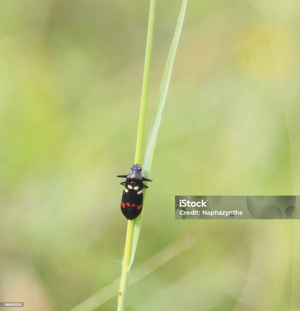 Nero piccolo insetto sull'erba aste - Foto stock royalty-free di Animale selvatico