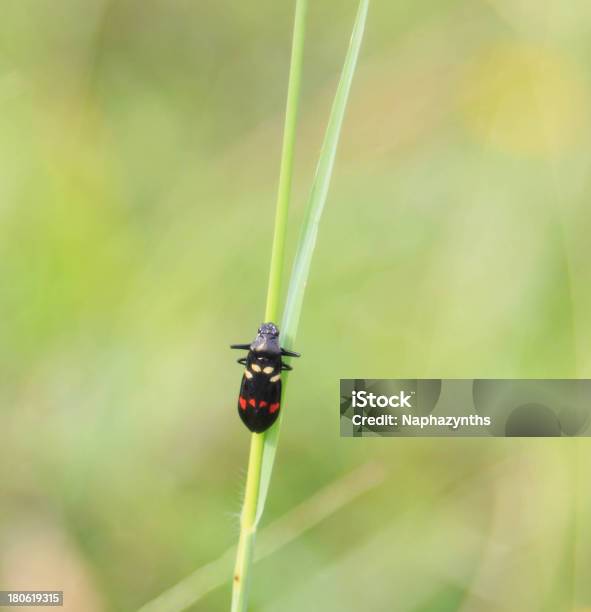 Nero Piccolo Insetto Sullerba Aste - Fotografie stock e altre immagini di Animale selvatico - Animale selvatico, Close-up, Composizione verticale