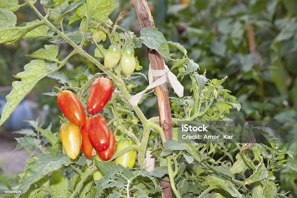 Pomodori rossi - Foto stock royalty-free di Agricoltura