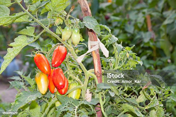 Pomodori Rossi - Fotografie stock e altre immagini di Agricoltura - Agricoltura, Alimentazione sana, Ambiente