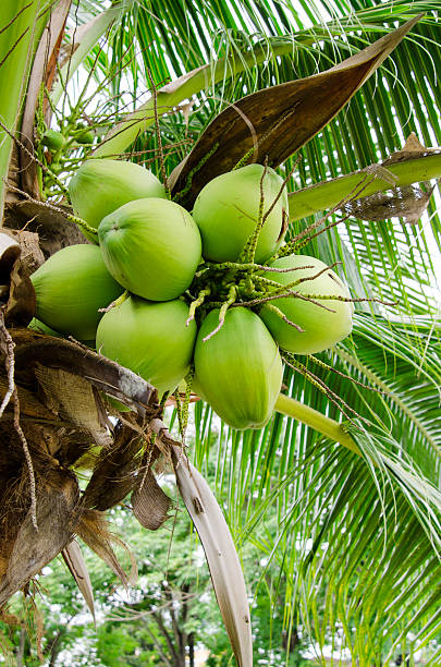 istock green coconut in the bunch 180619493