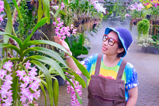 Asian adult woman is checking quality of Pink Rhynchostylis Gigantea hybrid orchids are blooming in her home ornamental garden