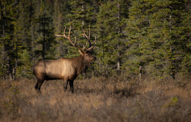 istock Bull Elk During the Rut 1806214511