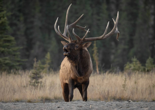 istock Bull Elk During the Rut 1806215200