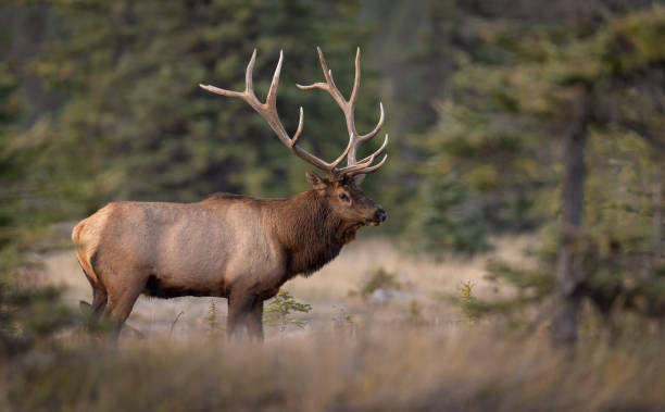 istock Bull Elk During the Rut 1806215618