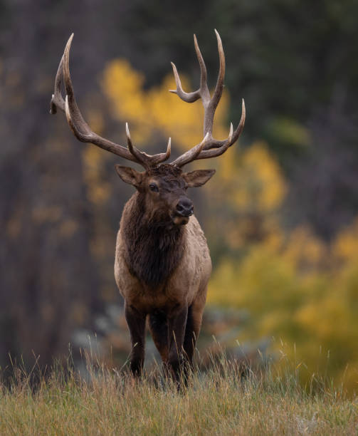 istock Bull Elk During the Rut 1806215635
