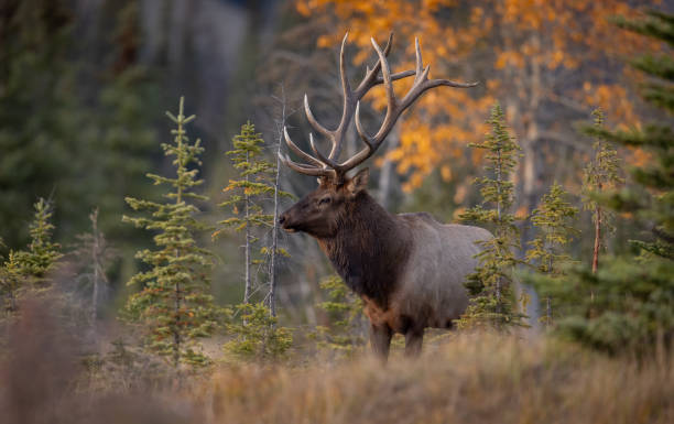 istock Bull Elk During the Rut 1806215637