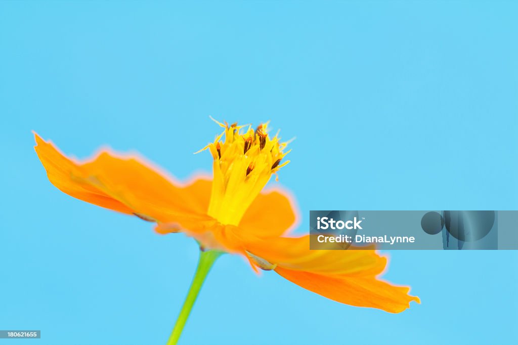 Laranja Cosmos bloom - Foto de stock de Azul royalty-free