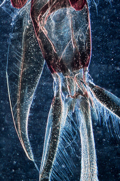動物の口の部品のハナバチ昆虫 - daphnia water flea high scale magnification micro organism ストックフォトと画像