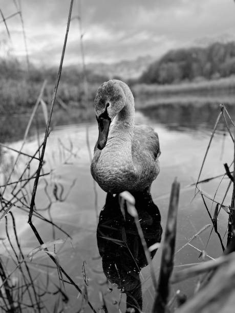 istock A cygnet swan in a pond at Rowlands Gill 1806229642