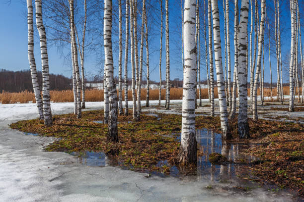 Natural background - a summer birchwood. White birch trunk with black horizontal sections of tree bark. The barrel goes up about the diagonal shot. Visible at the top of the green wood molding. Blurred leaves - shallow depth of field.