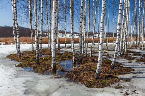 Landscape with birches and melting snow in springtime in the Vidzeme region, Latvia