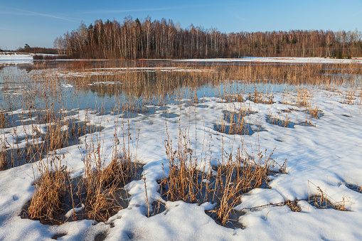 Landscape with forest and meadow in the springtime in Vidzeme region, Latvia