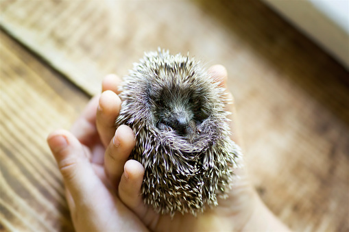 Small hedgehog in children's hands on a wooden background.