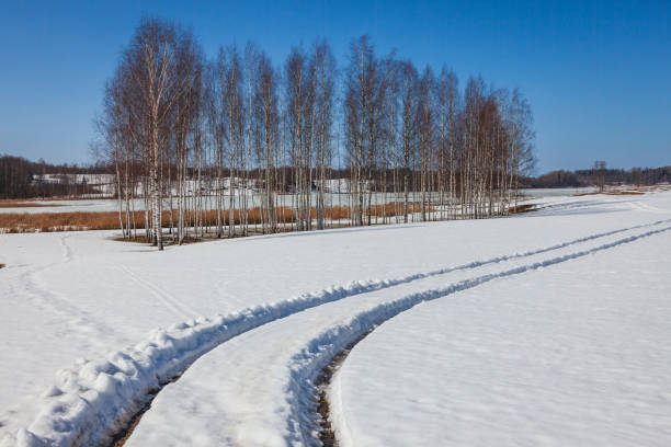 Landscape with birches and melting snow in springtime in the Vidzeme region, Latvia