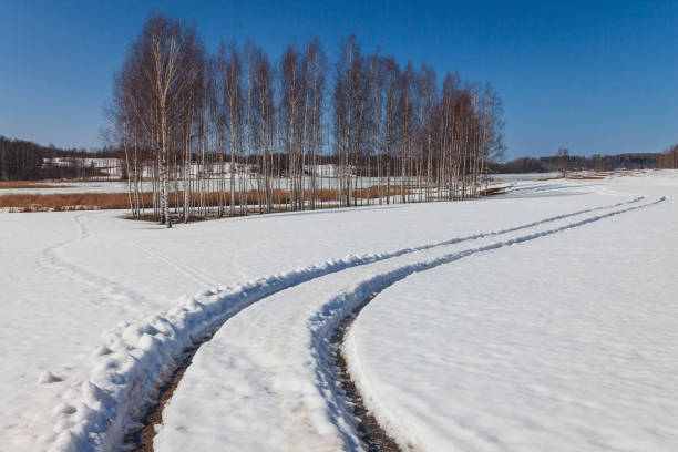 Landscape with birches and melting snow in springtime in the Vidzeme region, Latvia
