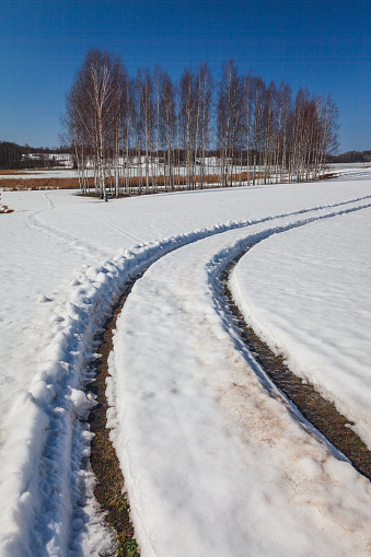Landscape with birches and melting snow in springtime in the Vidzeme region, Latvia