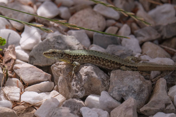 istock Beautiful young sand lizards enjoying the sun in Germany. 1806240708