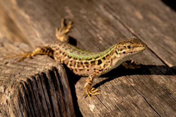 istock Beautiful young sand lizards enjoying the sun in Germany. 1806241231