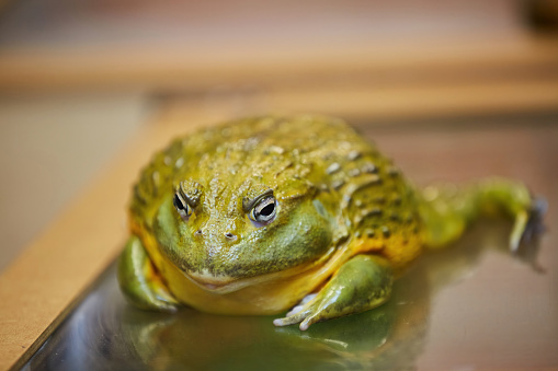The toad is sitting on the surface. The study of amphibian animals. Fauna and zoology.
