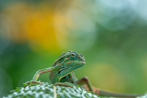 Portrait of a side-striped chameleon resting on a leaf with yellow-green bokeh background from the mountains of Bwindi impenetrable national park, Uganda