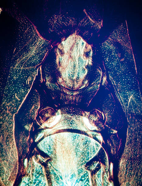 boca de animal-partes de abelha insectos - daphnia water flea high scale magnification micro organism imagens e fotografias de stock