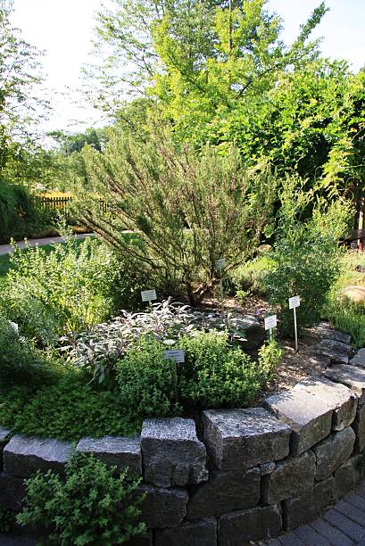 herb garden stock photo