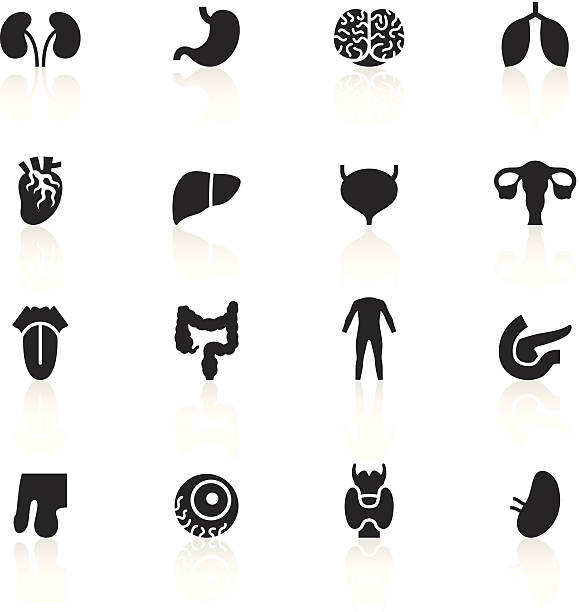 Black Symbols - Human Organs A collection of different human organs. phallic object stock illustrations