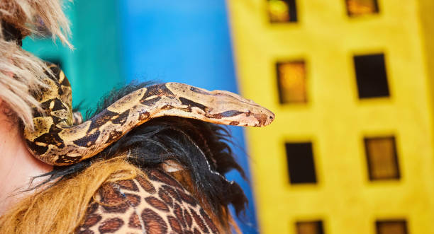 istock A snake on a man. Exotic animals in the house. 1806256739