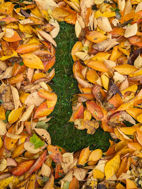 istock The letter L formed from colorful autumn leaves on grass 1806263761