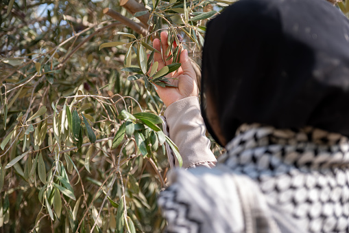 Female holding branch of olive tree while wearing palestinian keffiyeh in the field