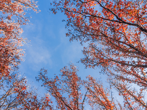 Treetops in late autumn