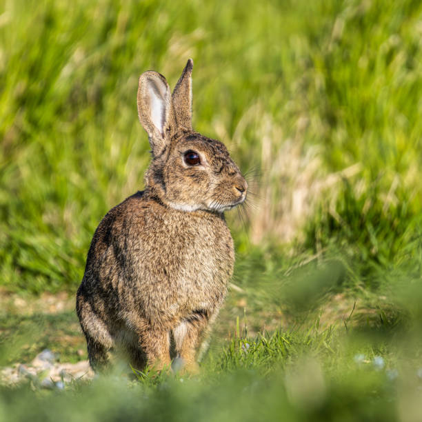 istock European rabbit, Common rabbit, Oryctolagus cuniculus sitting on a meadow at Munich 1806271056