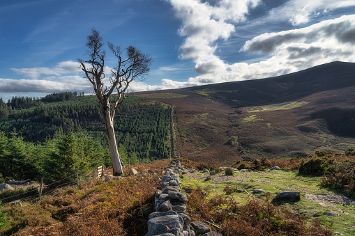 Hiking in Wicklow Mountains. Large old wither tree, stone wall, forest and valley in autumn colours near Powerscourt Waterfall, Ireland