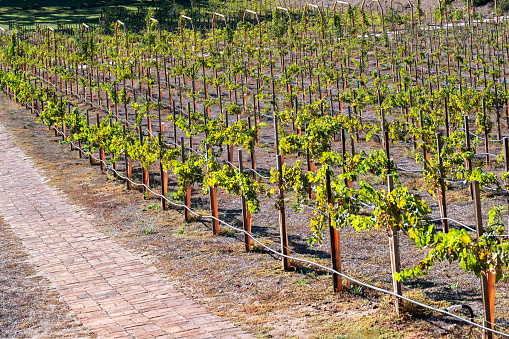 Grape vineyard on a sunny day.