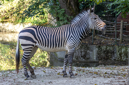 The Hartmann's mountain zebra, Equus zebra hartmannae is a subspecies of the mountain zebra found in far south-western Angola and western Namibia.