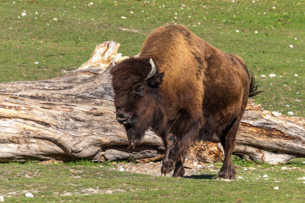istock American buffalo known as bison, Bos bison in a german park 1806274402
