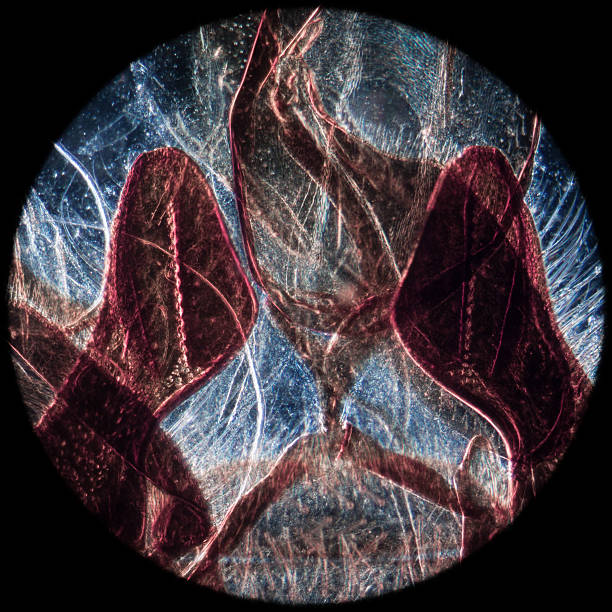 boca de animal-partes de abelha insectos - daphnia water flea high scale magnification micro organism imagens e fotografias de stock
