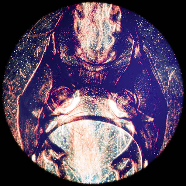 動物の口の部品のハナバチ昆虫 - daphnia water flea high scale magnification micro organism ストックフォトと画像