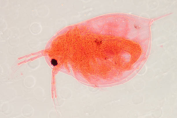 pulga de água - daphnia water flea high scale magnification micro organism imagens e fotografias de stock