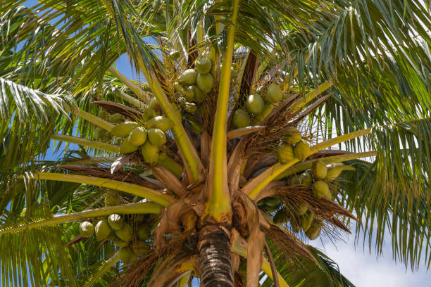 istock Looking up at a Coconut Tree against a blue sky with white clouds scientific name Cocos nucifera. 1806274915