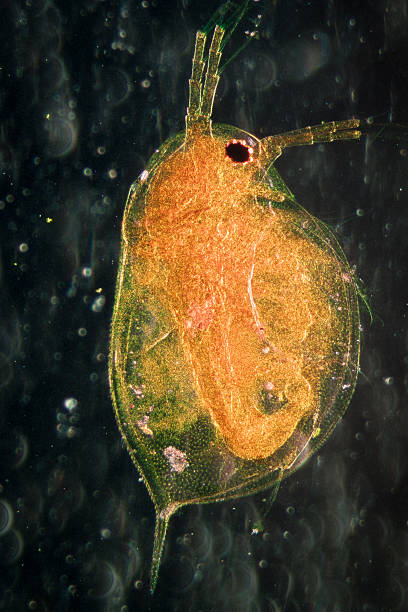 pulga de água - daphnia water flea high scale magnification micro organism imagens e fotografias de stock