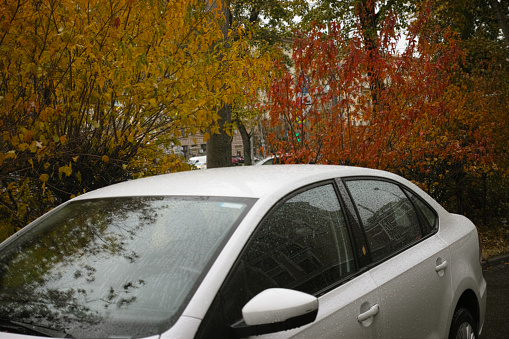 a car parked against the red and yellow autumn plants, a rainy day shot