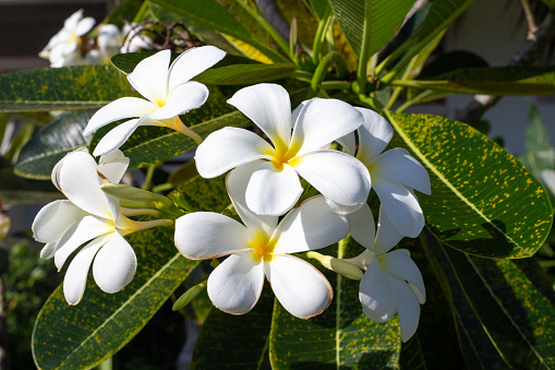 Beautiful white frangipani flowers with foliage. Tropical floral background.