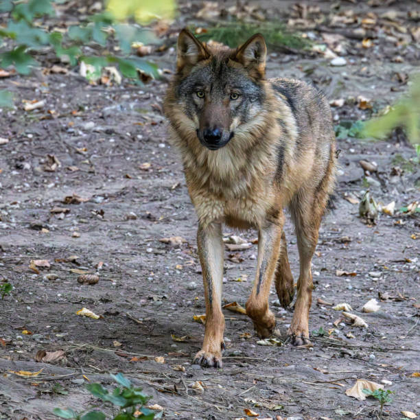 istock European Grey Wolf, Canis lupus in a german park 1806277085