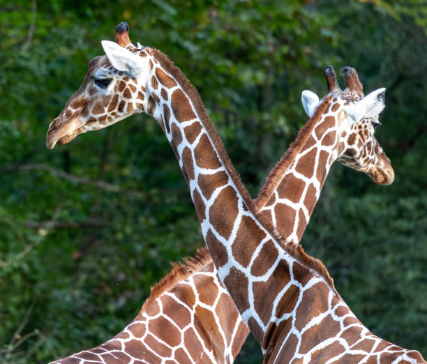 istock The giraffe, Giraffa camelopardalis is an African mammal 1806279241